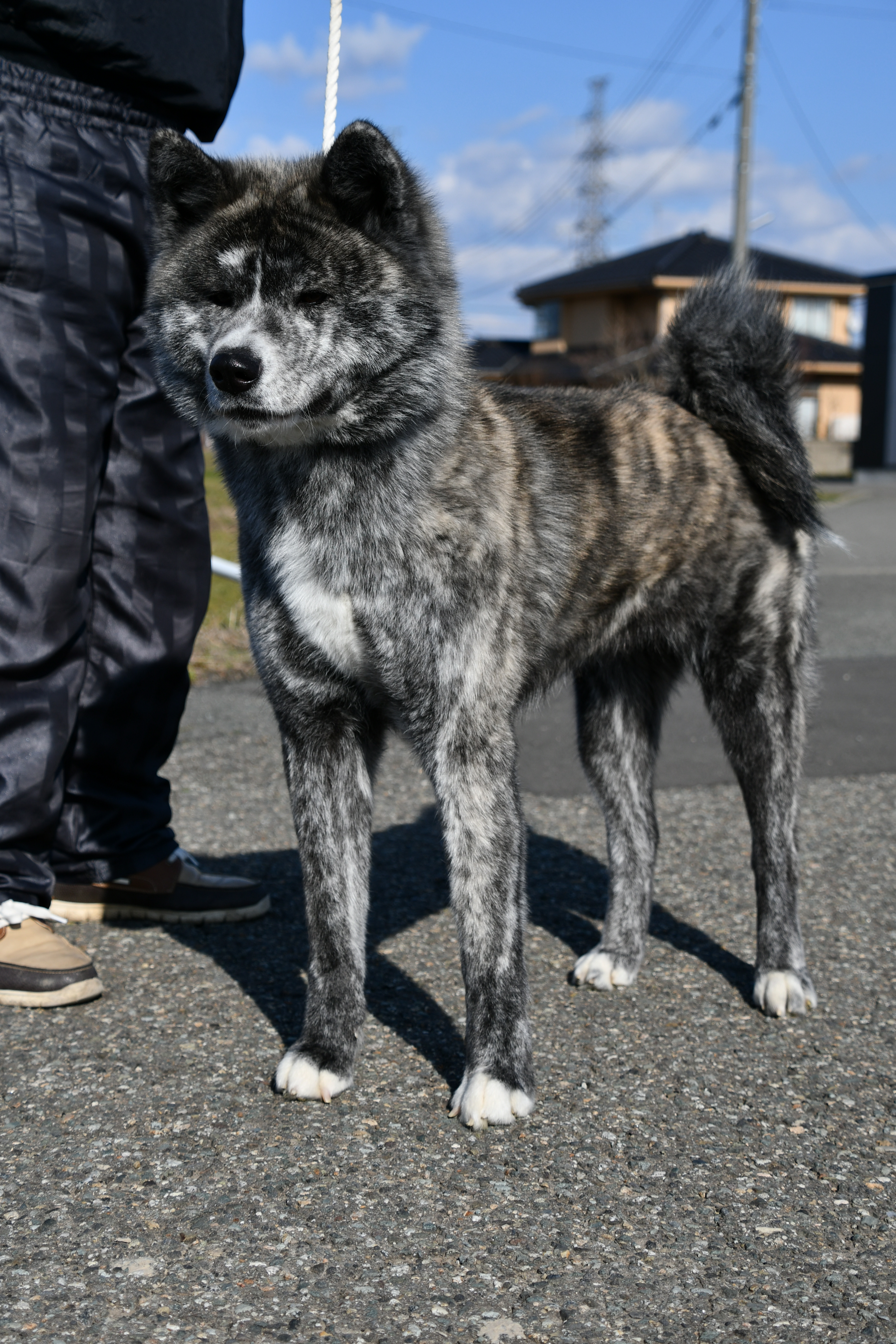 秋田犬ふれあい処in千秋公園 秋田市観光 イベント情報総合サイト アキタッチ プラス